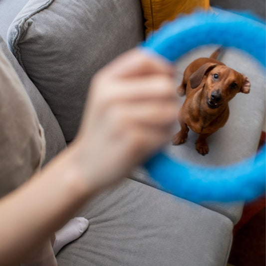 🧠 El poder del juego: enriquecimiento mental para perros felices