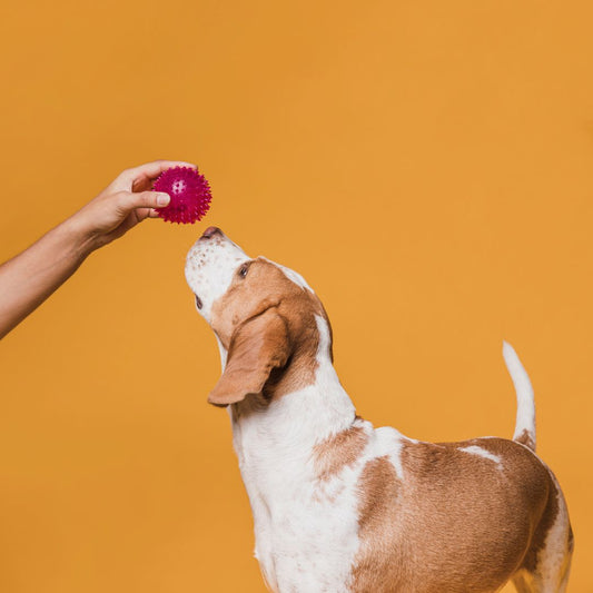 🐕Cuidados de Salud para tu Perro